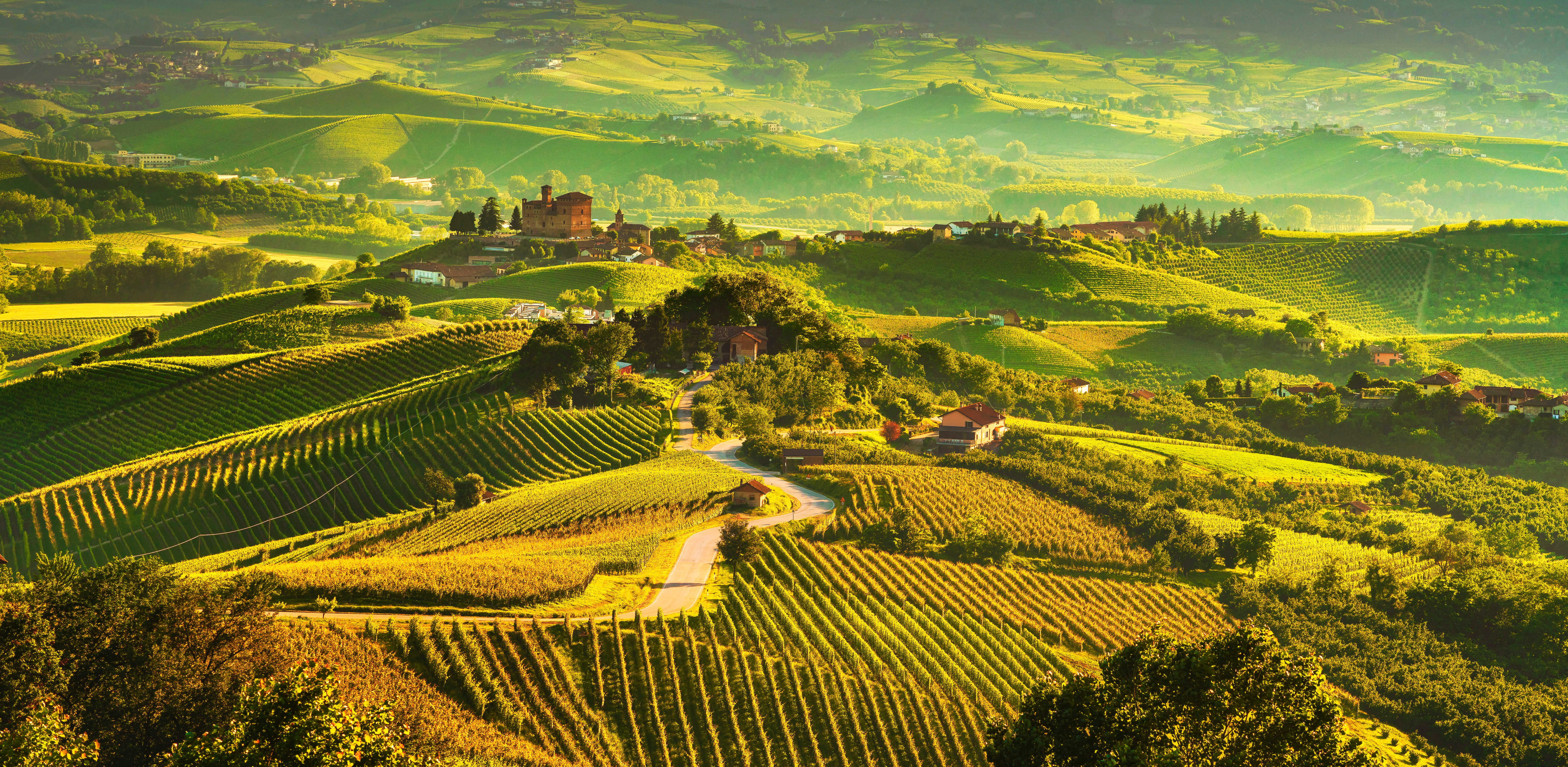 Turin vineyard